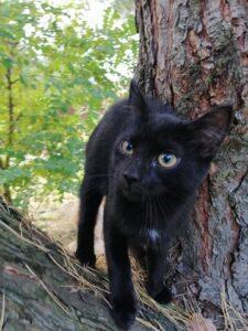 Czarny kotek na drzewie